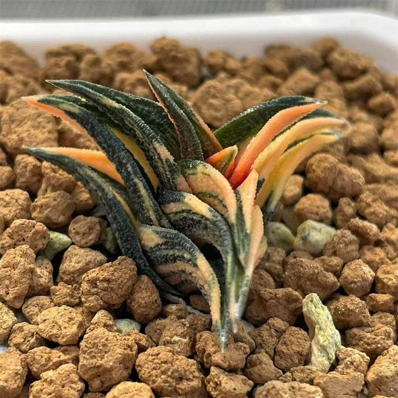 Variegated – Page 25 – ChinaHaworthia