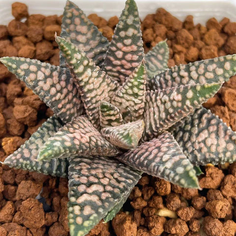 Haworthia Hard Leaf Nagoriyuki A Size M
