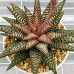 Haworthia Hard Leaf Nagoriyuki A Mother Plant