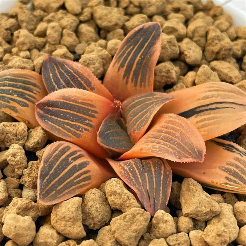 Variegated – Page 26 – ChinaHaworthia