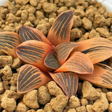 Haworthia 'NIGHT FOREST' Reverse Variegated