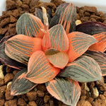 Haworthia Night Forest Reverse Variegated