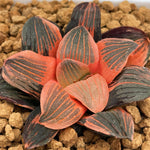 Haworthia Night Forest Reverse Variegated