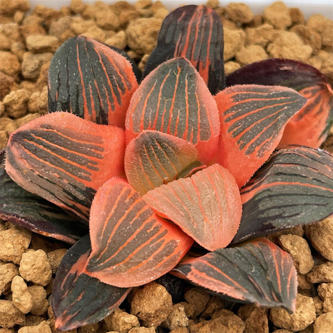 Haworthia Night Forest Reverse Variegated