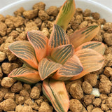 Haworthia 'NIGHT FOREST' Reverse Variegated