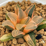 Haworthia 'NIGHT FOREST' Reverse Variegated
