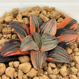 Haworthia NIGHT FOREST Variegated