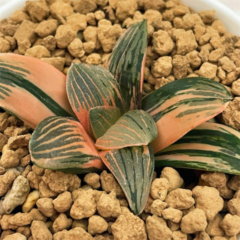 Haworthia Night Forest Variegated