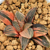 Haworthia NIGHT FOREST Variegated