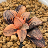 Haworthia NIGHT FOREST Variegated