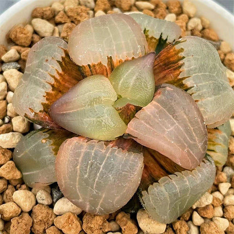 Haworthia Comptoniana Aboukyo X Mochi Gyokuro Variegated