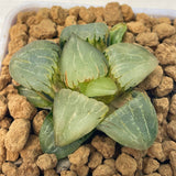 Haworthia NUO A Variegated