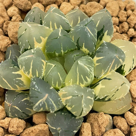 Haworthia Obtusa OH Variegated