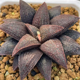 Haworthia Hard Leaf Koelmaniorum Hybrid 'OBSIDIAN RUBY' plant from seeds
