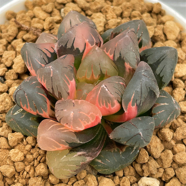 Haworthia Obtusa Daikoku Variegated – ChinaHaworthia