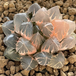 Haworthia Obtusa Suisho Variegated