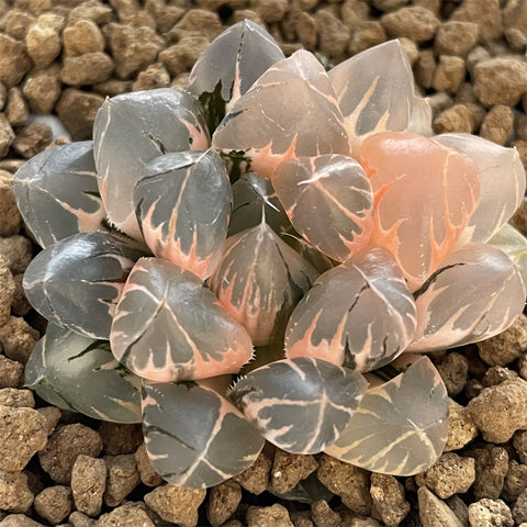 Haworthia Obtusa Suisho Variegated