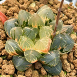 Haworthia Obtusa Suisho Variegated