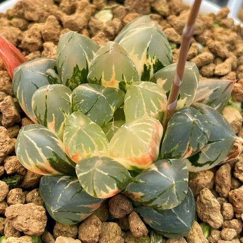 Haworthia Obtusa Suisho Variegated