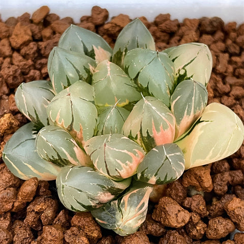 Haworthia Obtusa Suisho Variegated