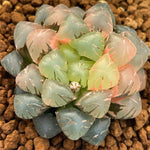 Haworthia Obtusa Violet Variegated