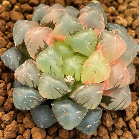 Haworthia Obtusa Violet Variegated