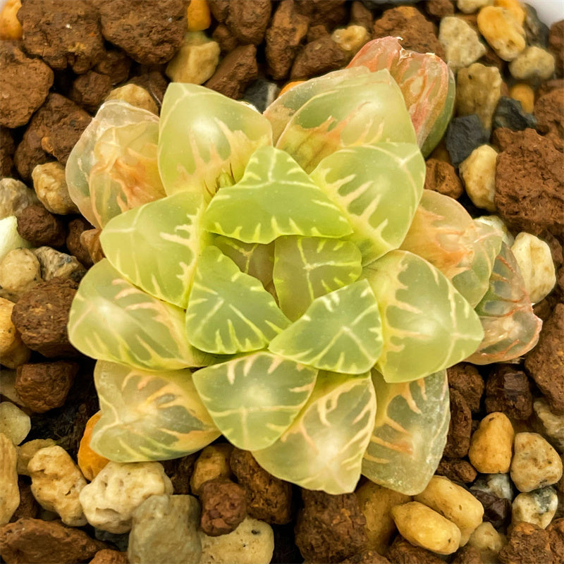 All – Page 43 – ChinaHaworthia