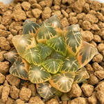 Haworthia Oikawa Reverse Variegated