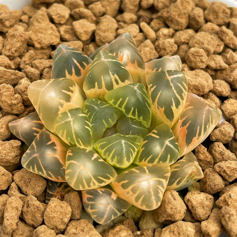Haworthia Oikawa Reverse Variegated