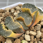 Haworthia Truncata Onawa Reverse Variegated