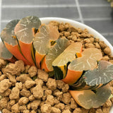 Haworthia Truncata Onawa Variegated