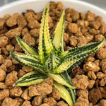 Haworthia Hard Leaf Opalina Variegated