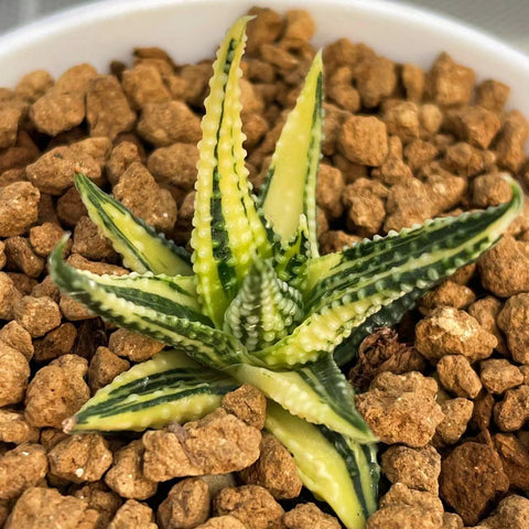 Haworthia Hard Leaf Opalina Variegated