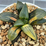 Haworthia Comptoniana Ouzora Variegated