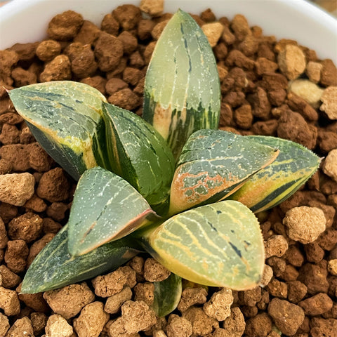 Haworthia Ouzoro Hybrid Variegated
