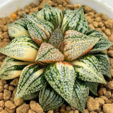 Haworthia Picta Cobra Small Size