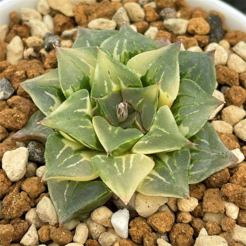 Haworthia Paradise Flower Variegated