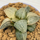 Haworthia JADE PICTA VARIEGATED Picta Amber Variegated