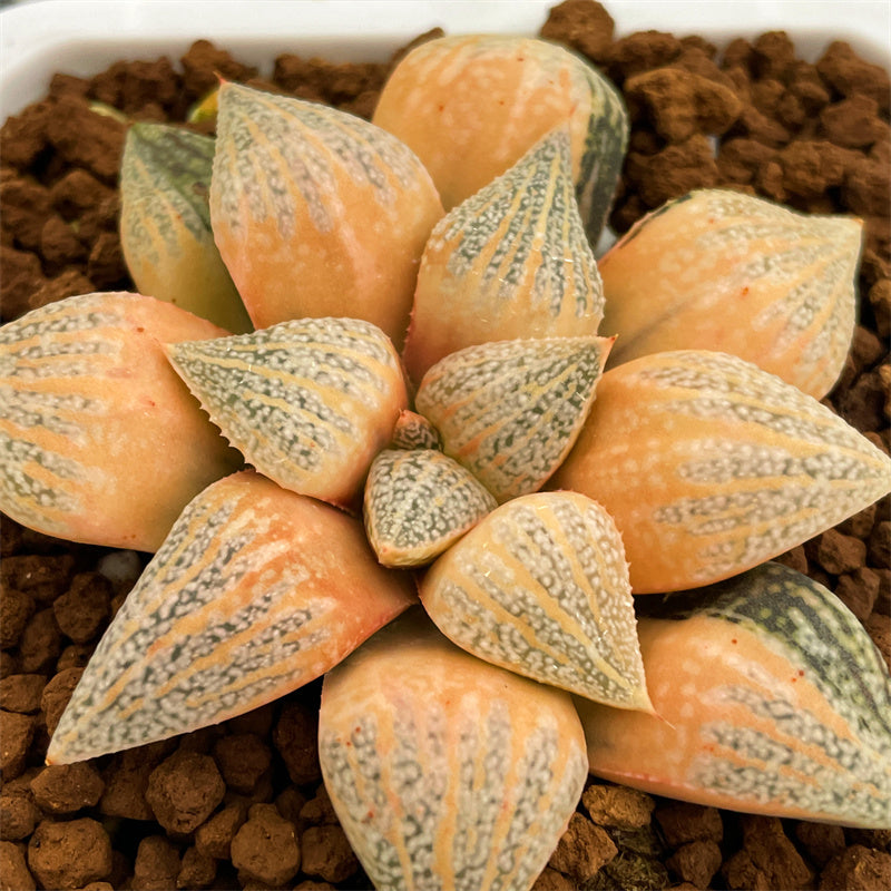 All – Page 33 – ChinaHaworthia