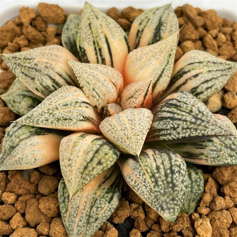 Haworthia Picta Cobra Variegated Big Size