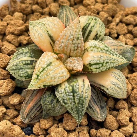 Haworthia Picta Cobra Small Size (S)