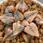 Haworthia Picta Cobra Small Size