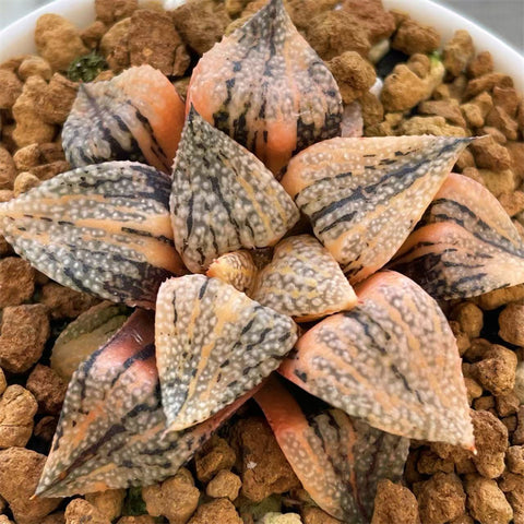 Haworthia Picta Cobra Small Size
