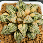 Haworthia Picta Cobra Variegated Big Size