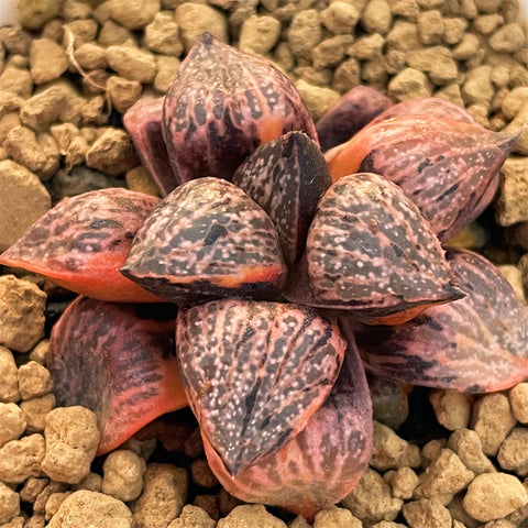 Haworthia Picta Mutant Variegated