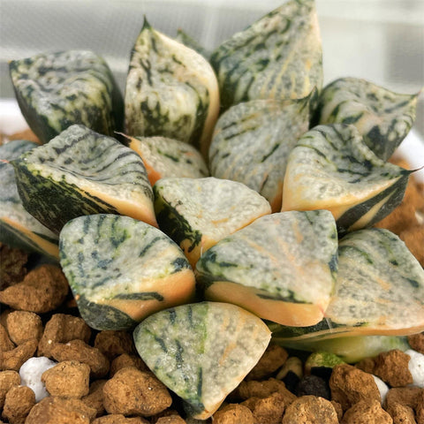 Haworthia Picta Pandora Variegated