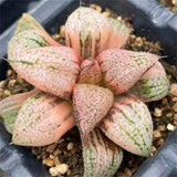 Haworthia Red Picta Variegated