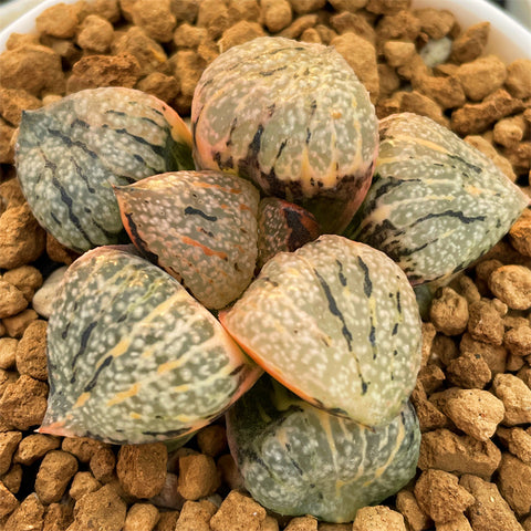 Haworthia Picta Totoro Variegated