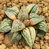 Haworthia Picta Cobra Small Size
