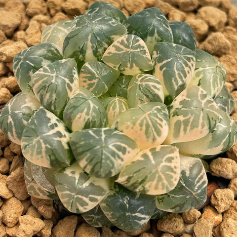 Haworthia Plastic Skin Variegated